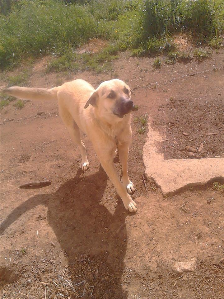 Kangall