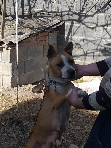Pit bull