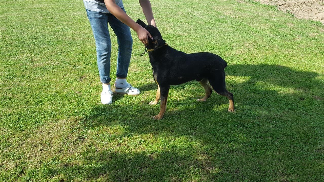 Doberman-