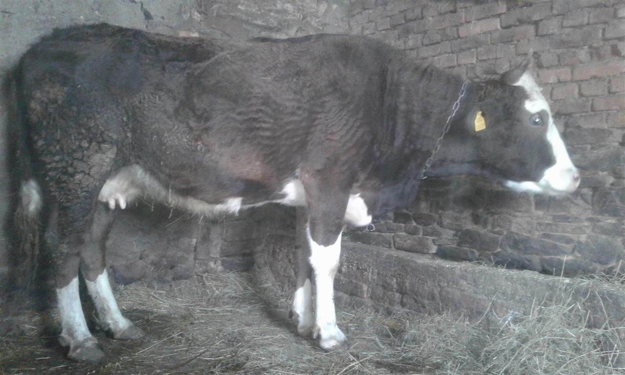 Shitet-lopa-bars-5-muj