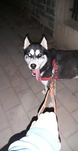 Haski