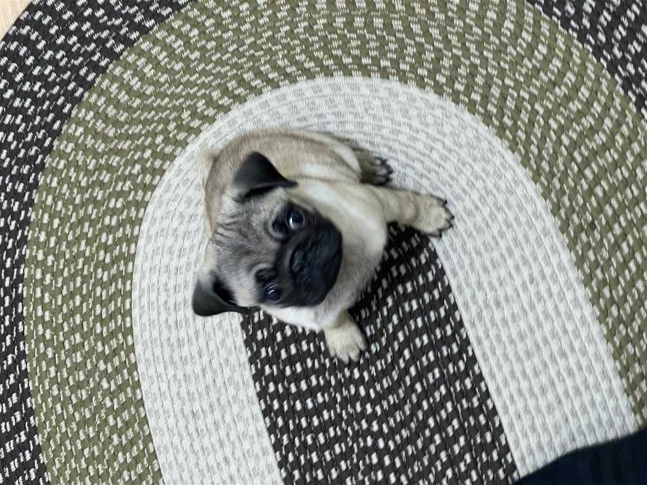 Pug-Mops-
