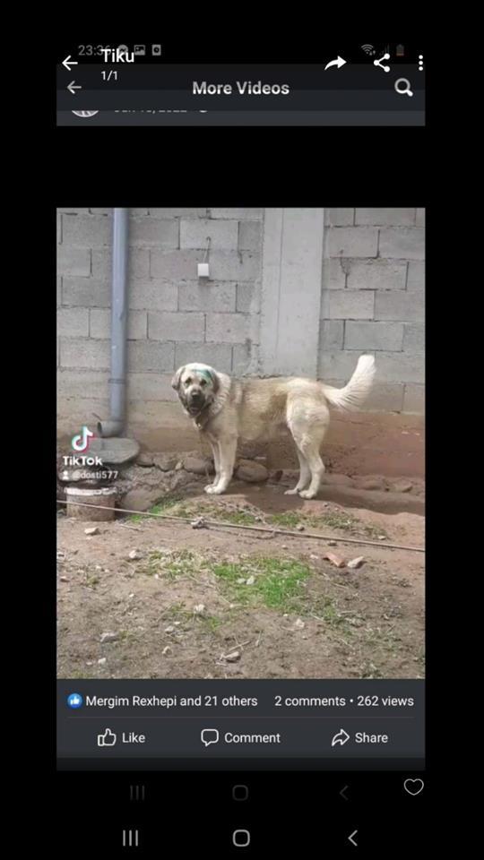 Qeni