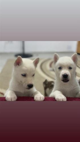 Husky ne shitje