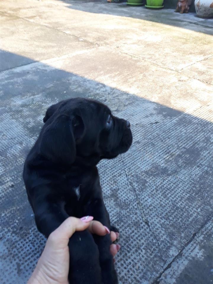 Cane-corso-