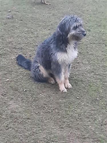 terrierk