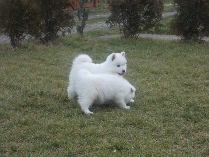 Samoyed