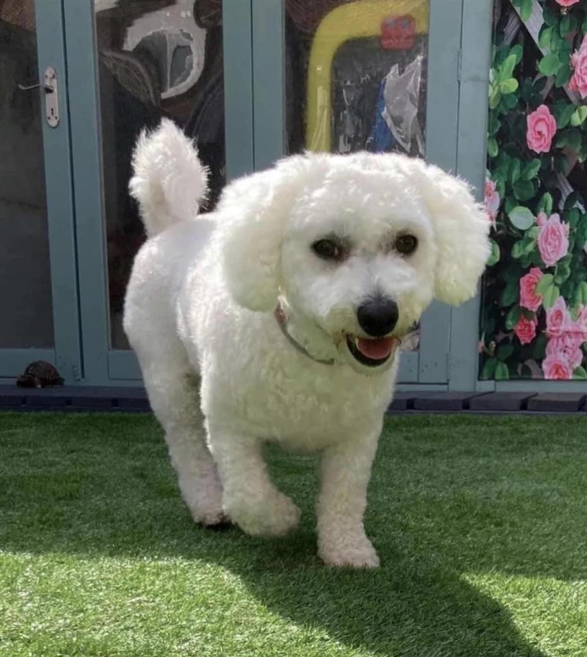 Bichon