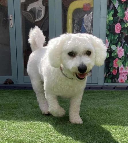 Bichon