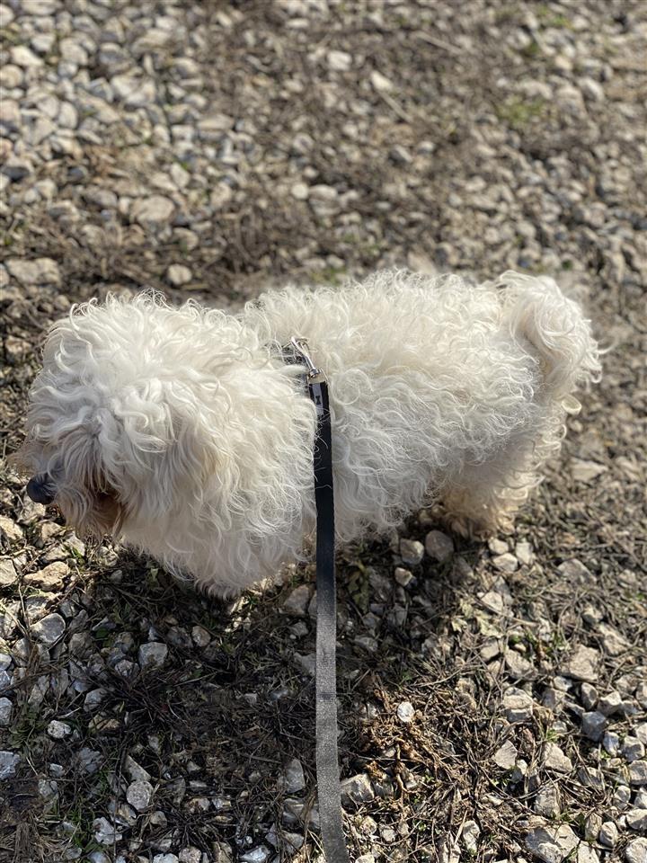Maltezer