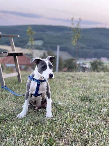 Pitbull