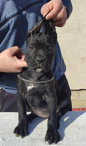 Cane Corso