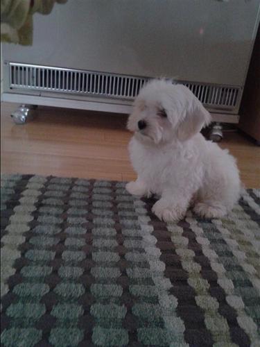 Maltezer