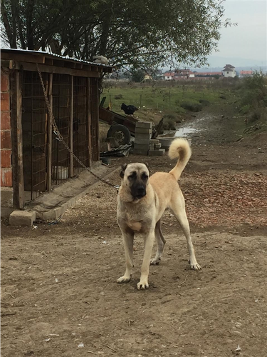 Kangall