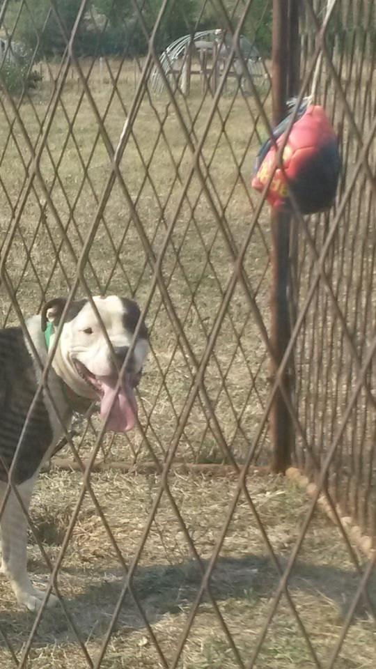 Pit-bull