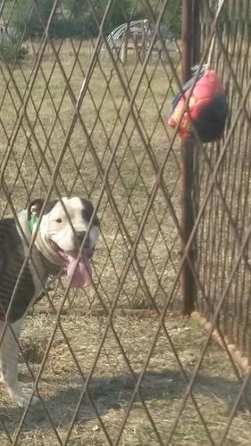 Pit bull