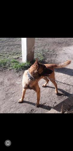 Malinois belg