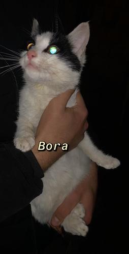 Shitet maca 