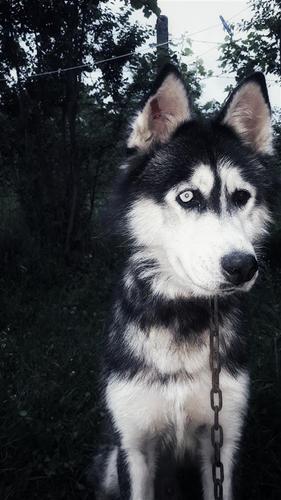 Husky