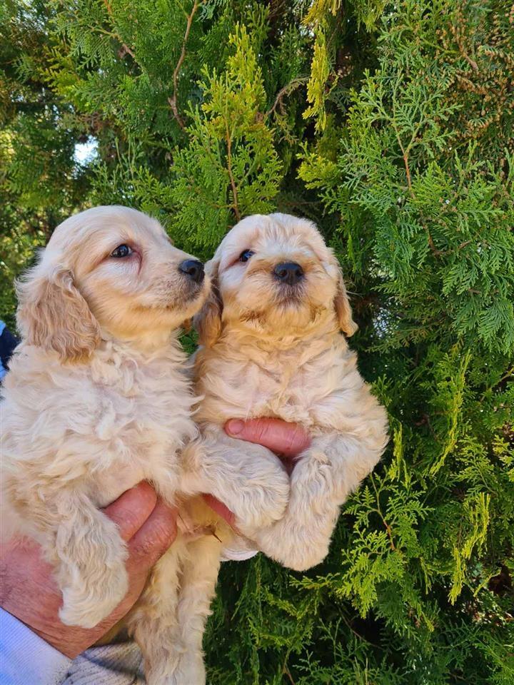 Goldendoodle-këlyshët