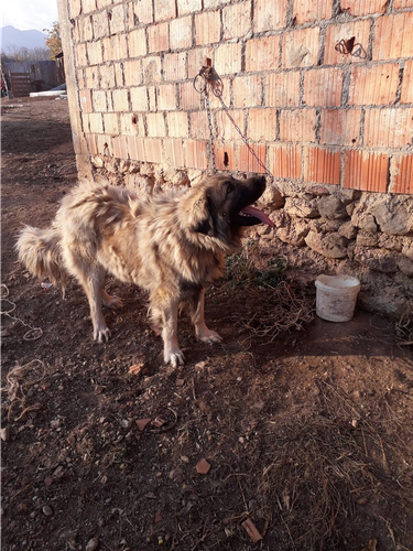 Qenin e sharit