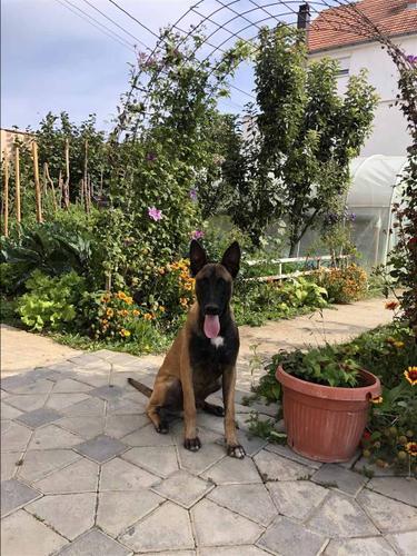 Malinois