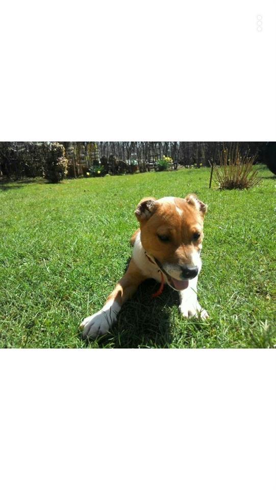 Pit-bull