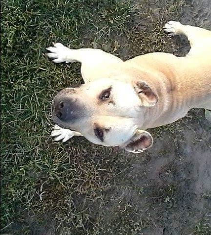 Pitbull