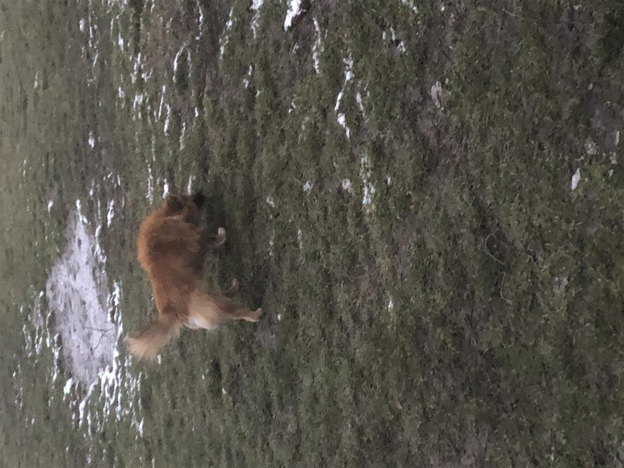 Bubi
