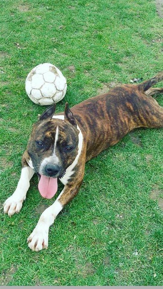 Pitbull