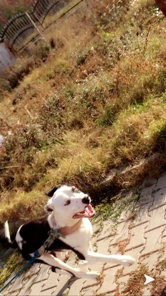 Shitet---pitbulli