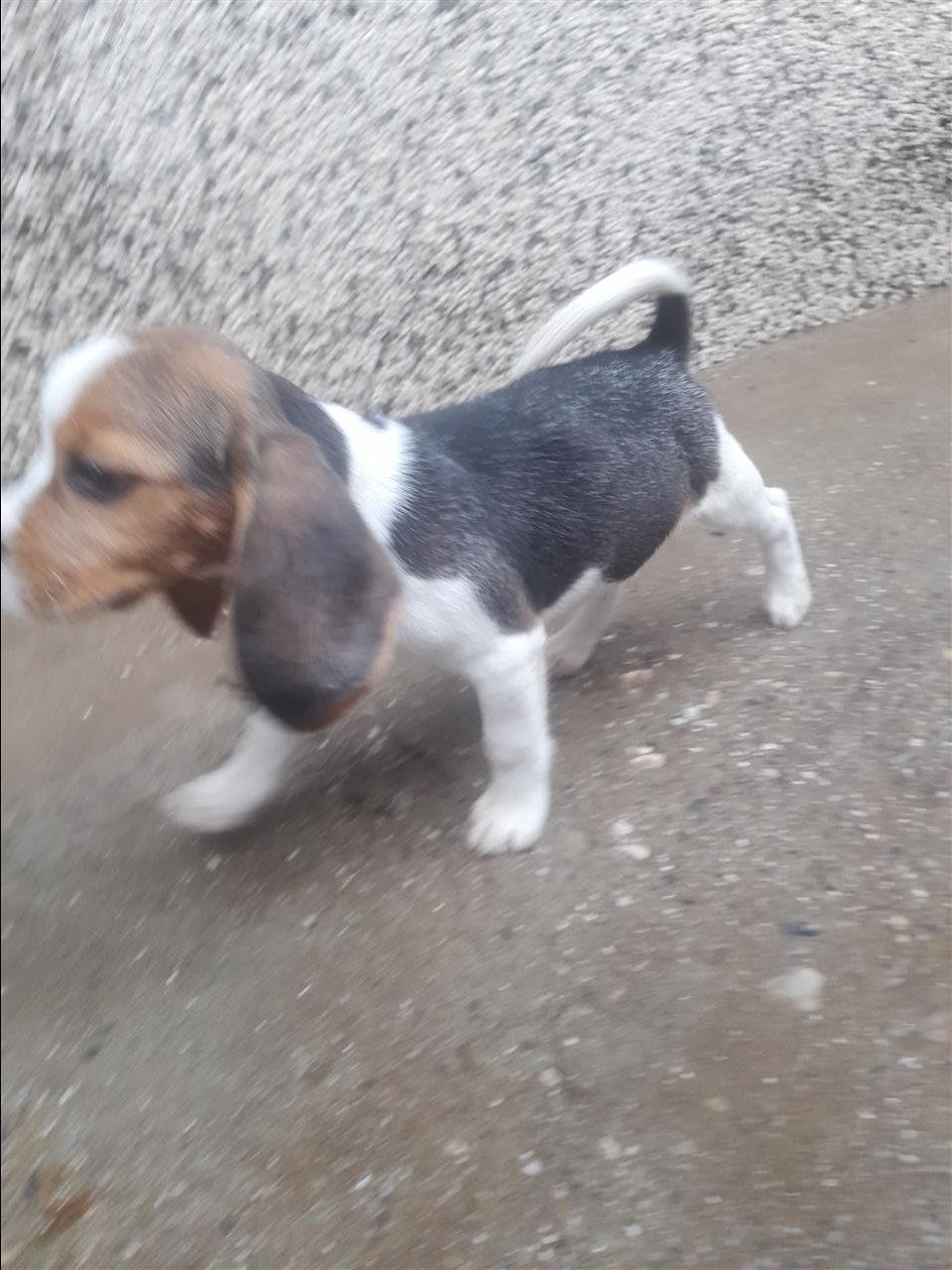 Beagle