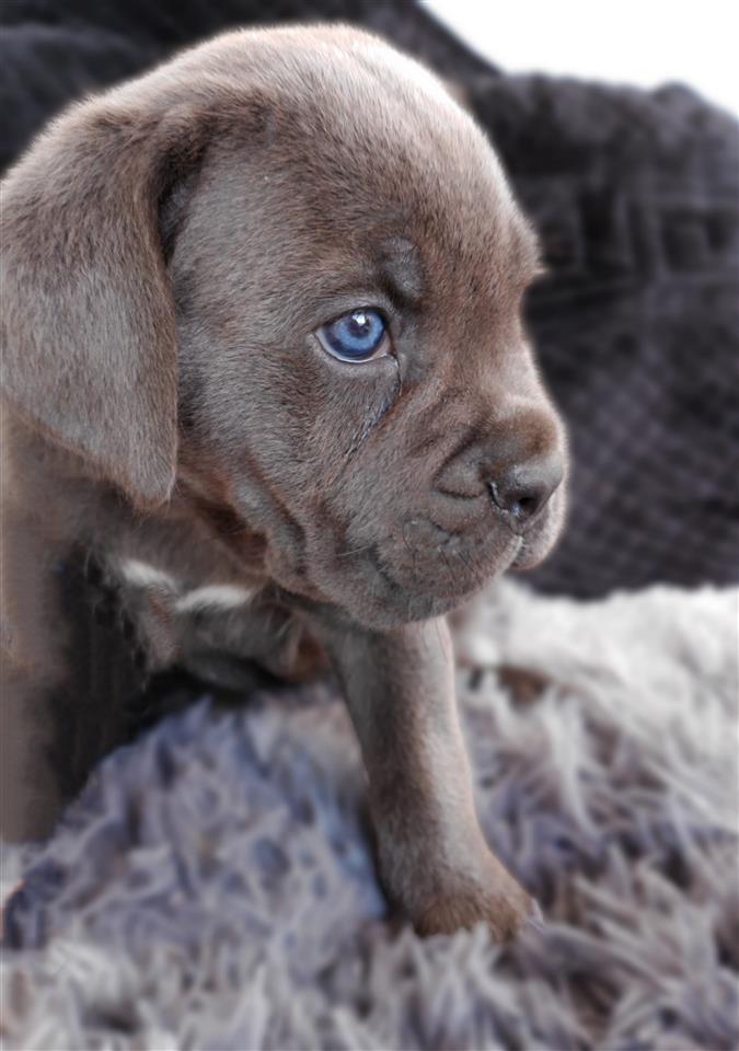 Cane-Corso