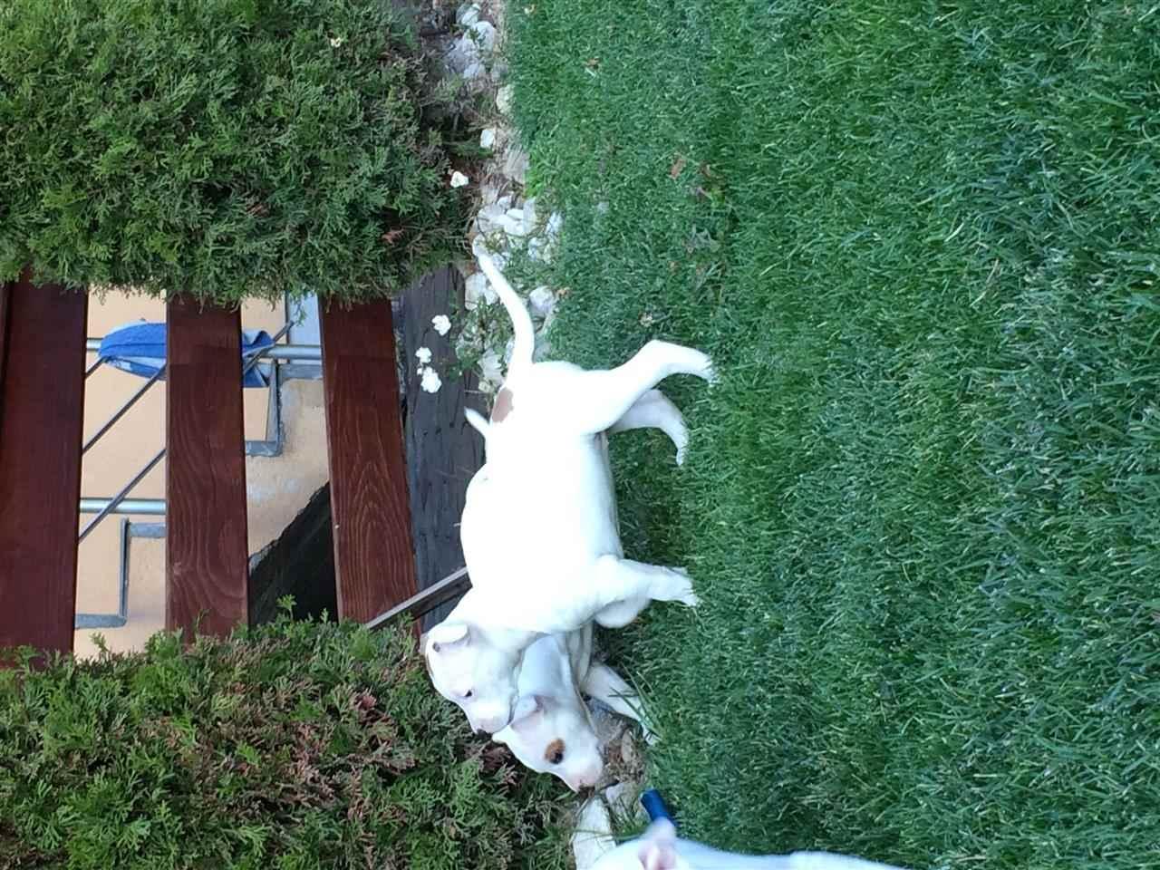 Pitbulla