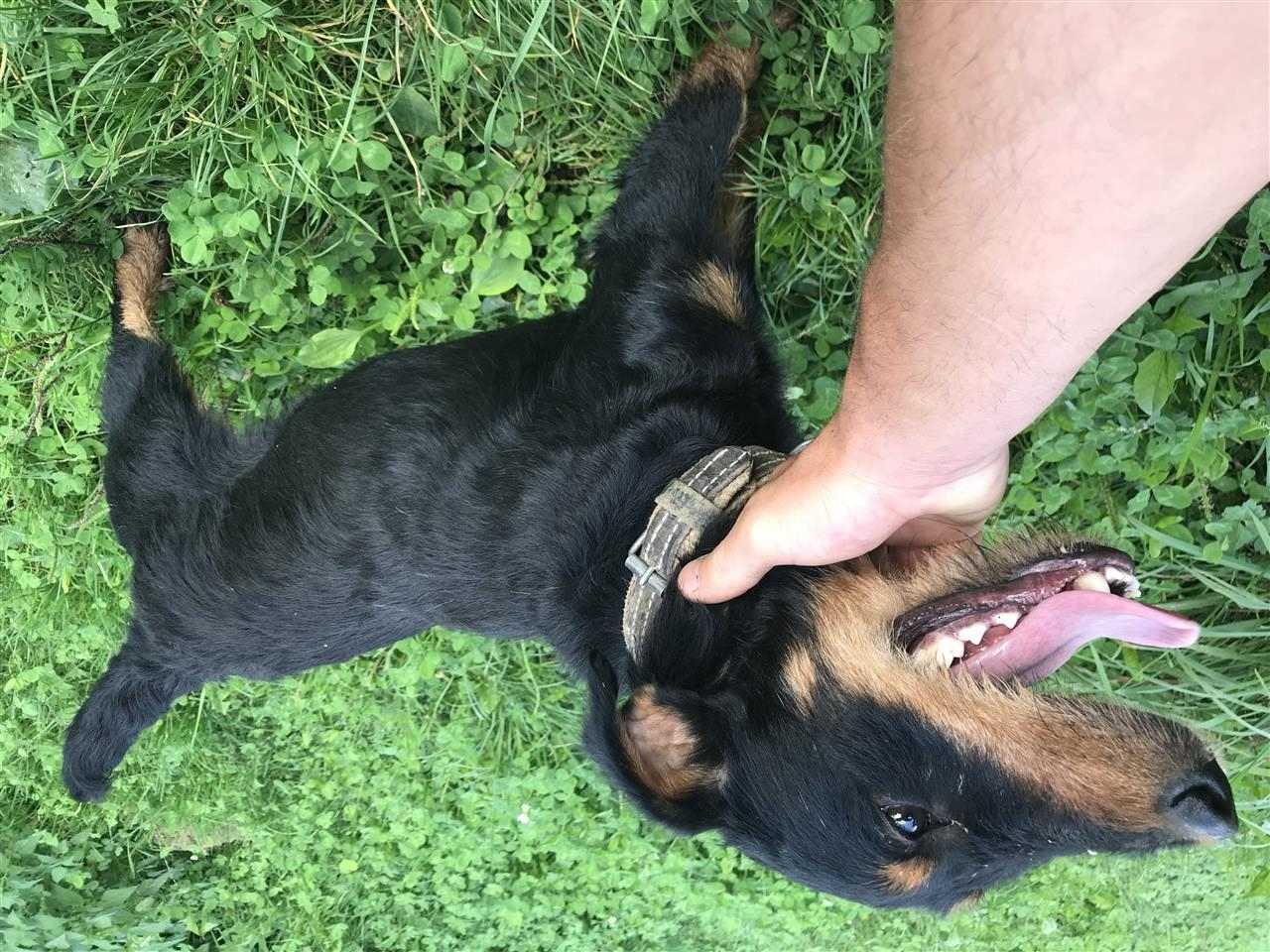Terrier