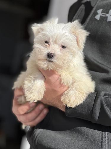 Maltezer 