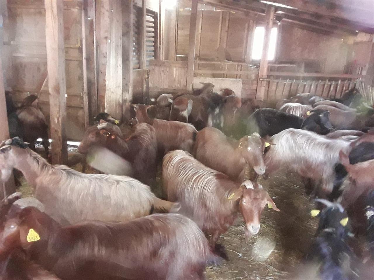 Ferm