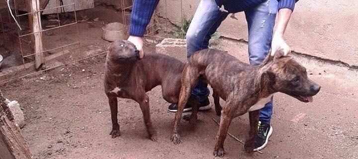 Pitbull