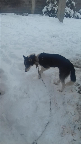 haski