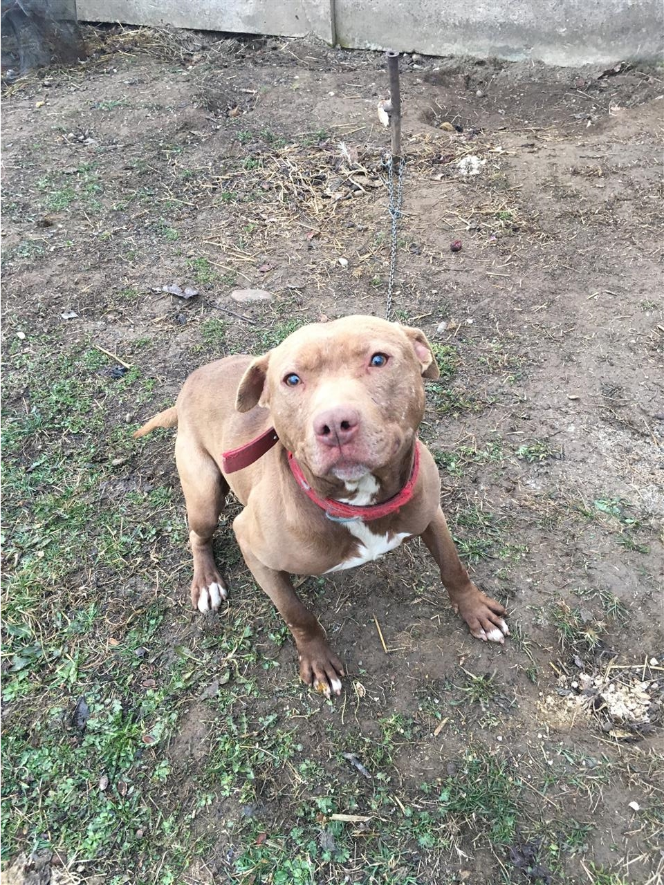 pitbull