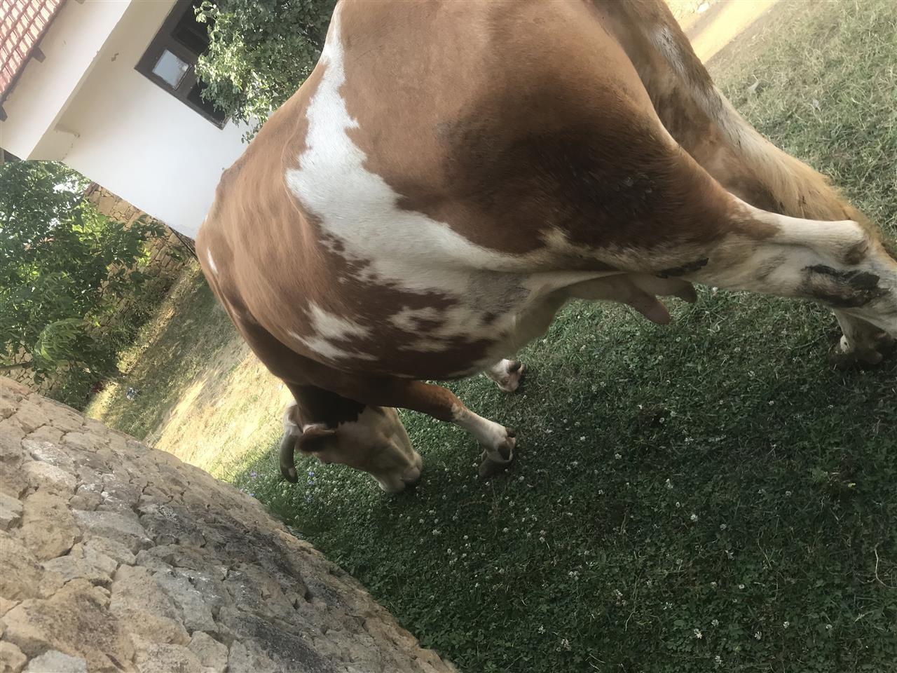 shes-lopen-