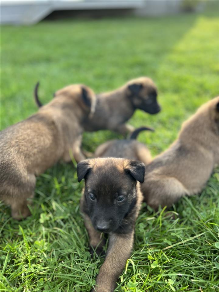 Belg-malinois