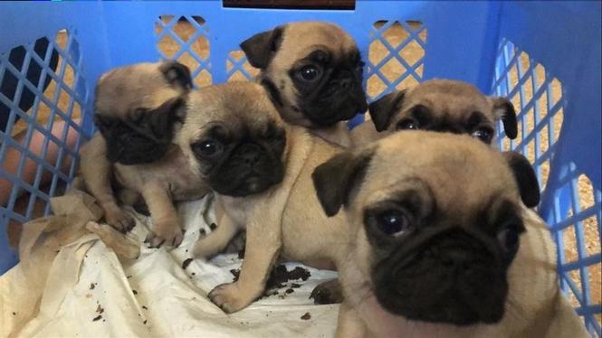 Pugg