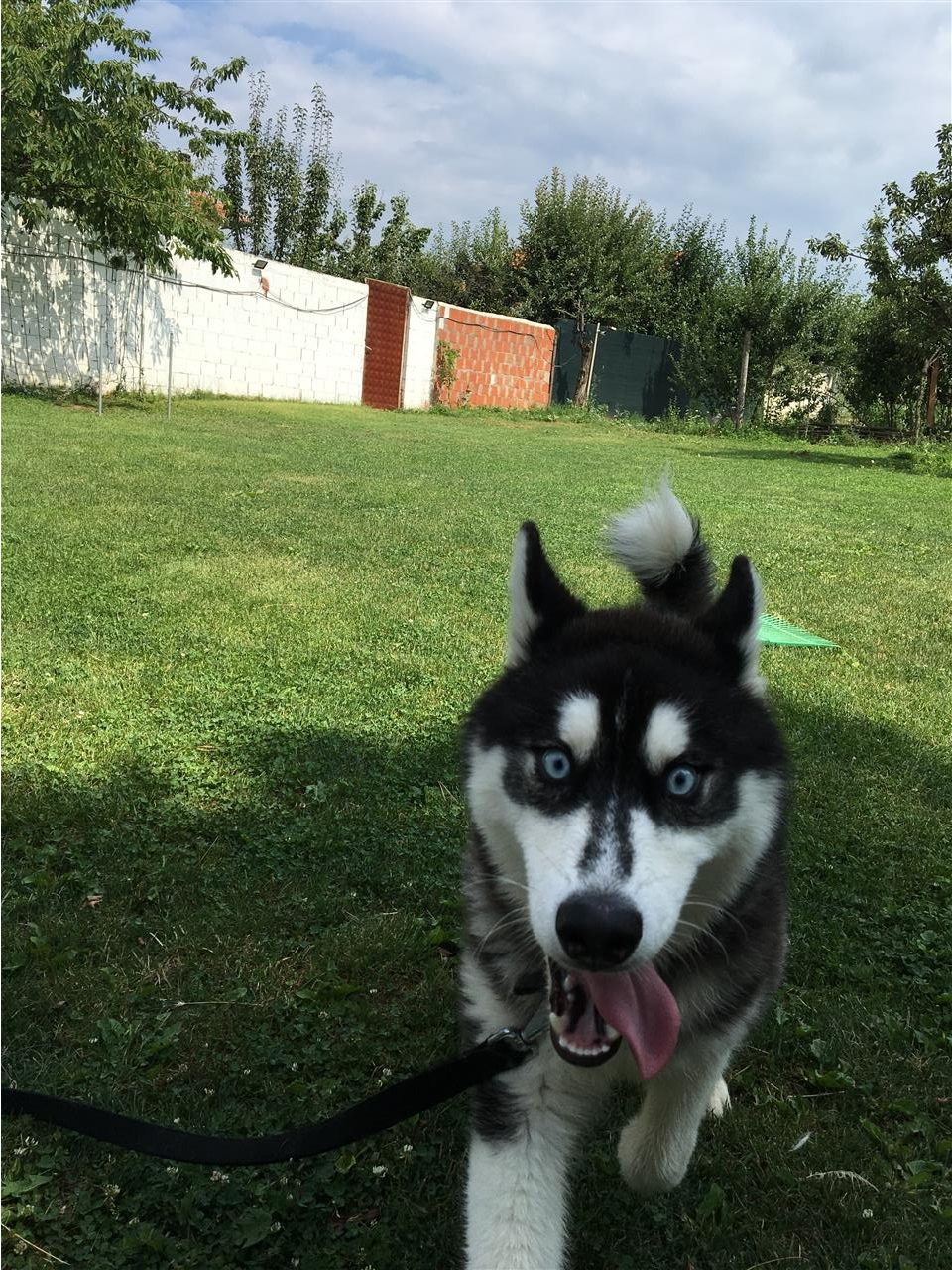Haski