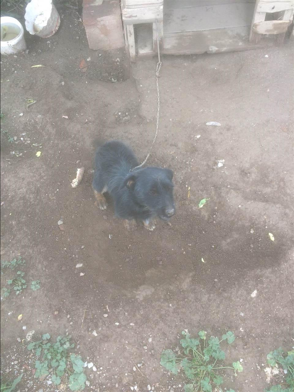 Terrier-