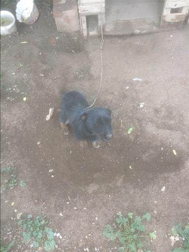 Terrier 
