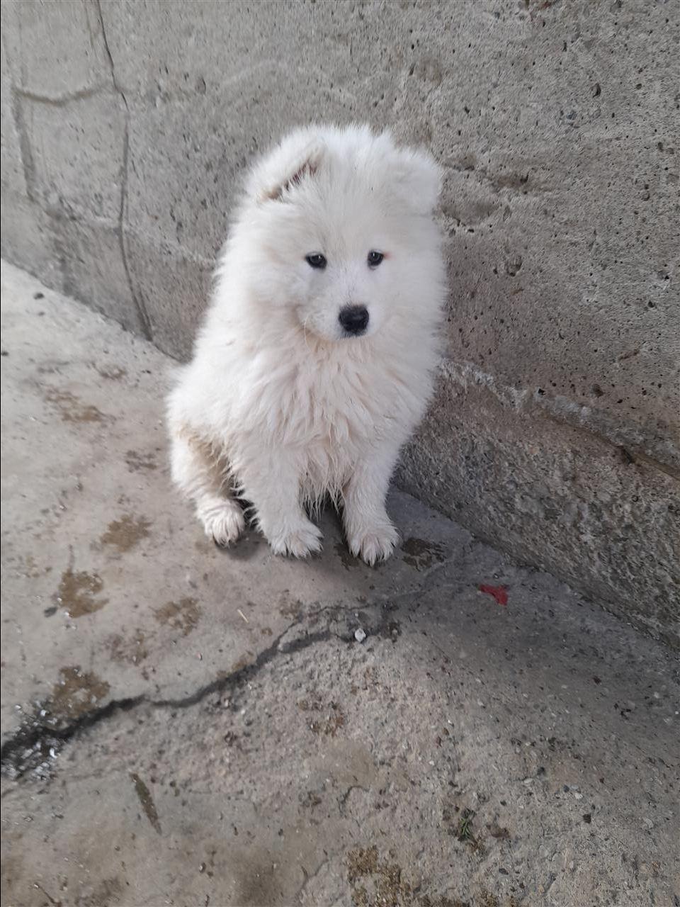 Samoyed