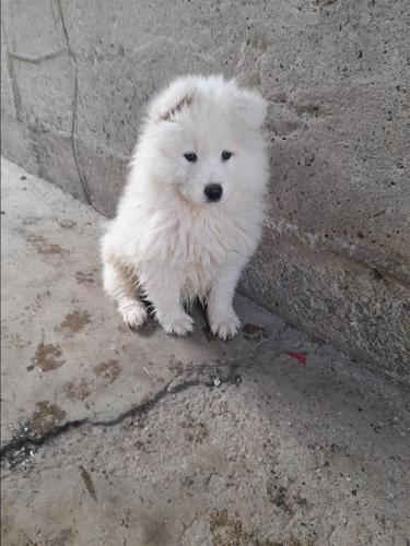 Samoyed