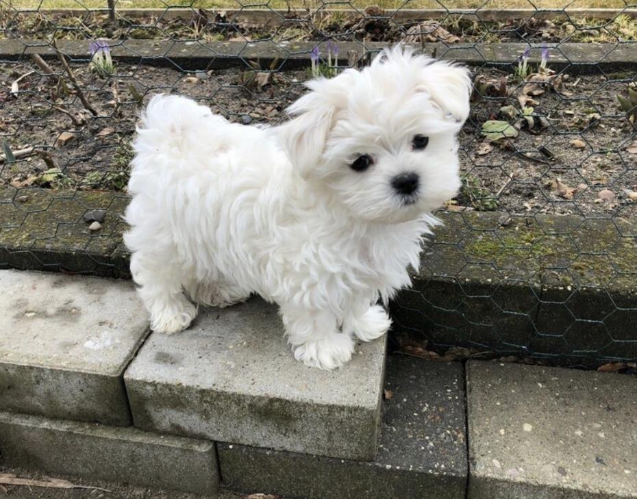 Maltezer