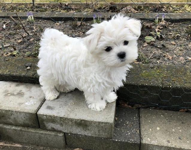 Maltezer
